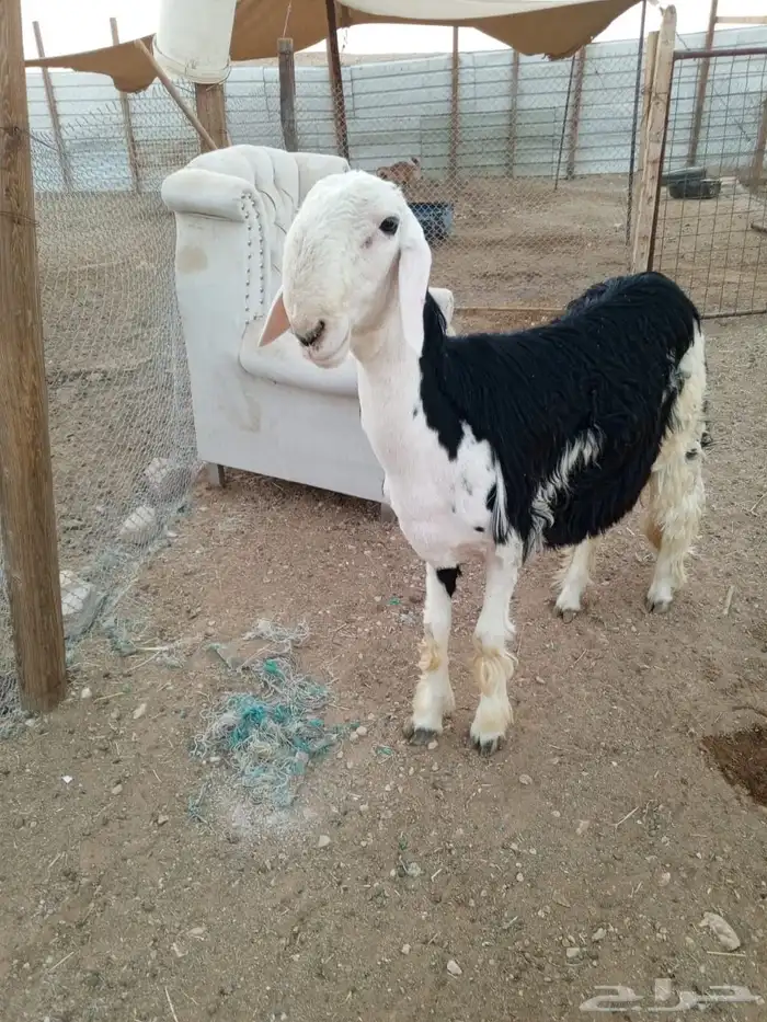 للبيع طلي فحل ماقد هد اقل من الغلاق 3