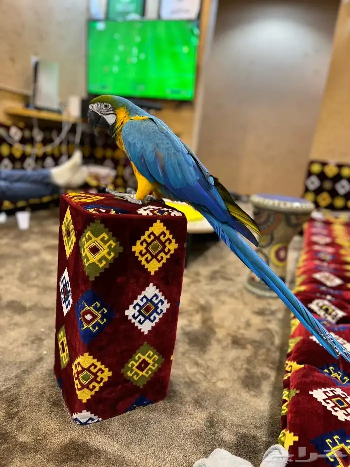 ببغاء مكاو 1