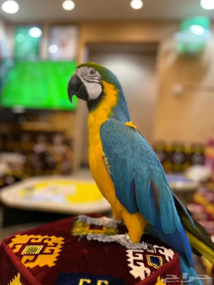 ببغاء مكاو 8