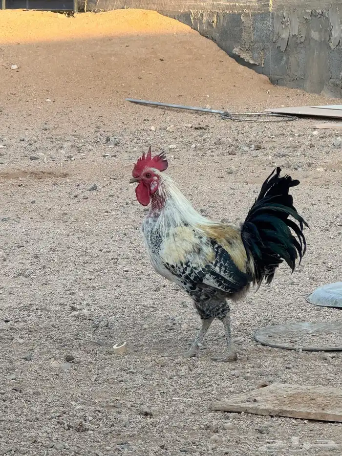 3 ديك للبيع 1