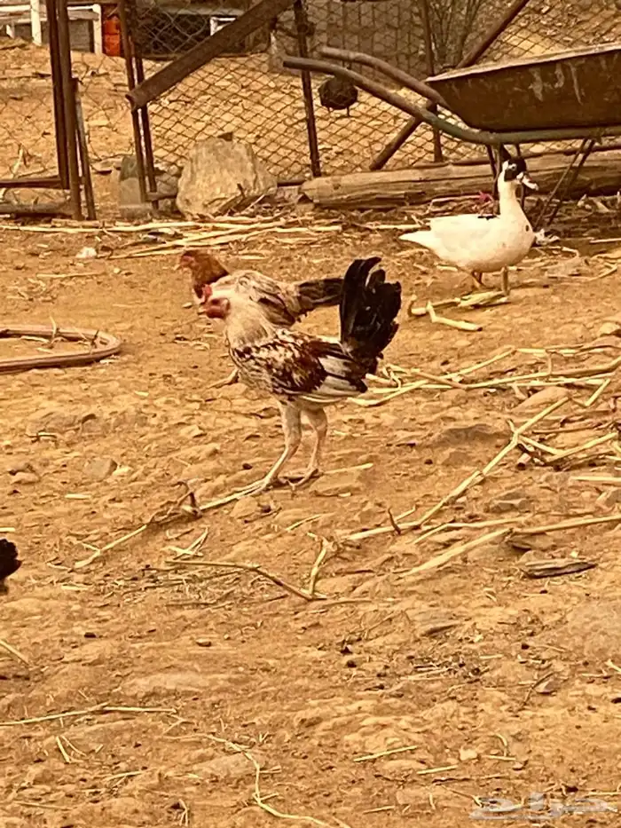 للبيع دجاج ذكور 5