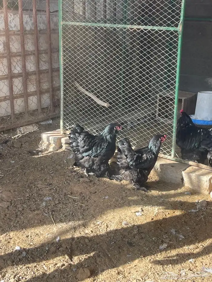 أطقم براهما بيور 4