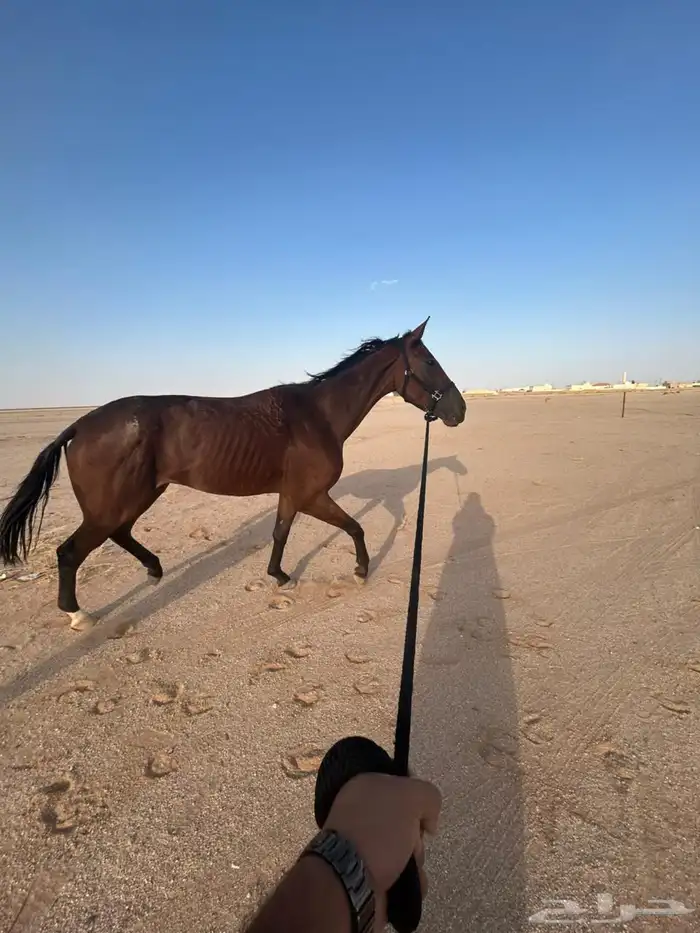 حصان انقليزي سباق 0