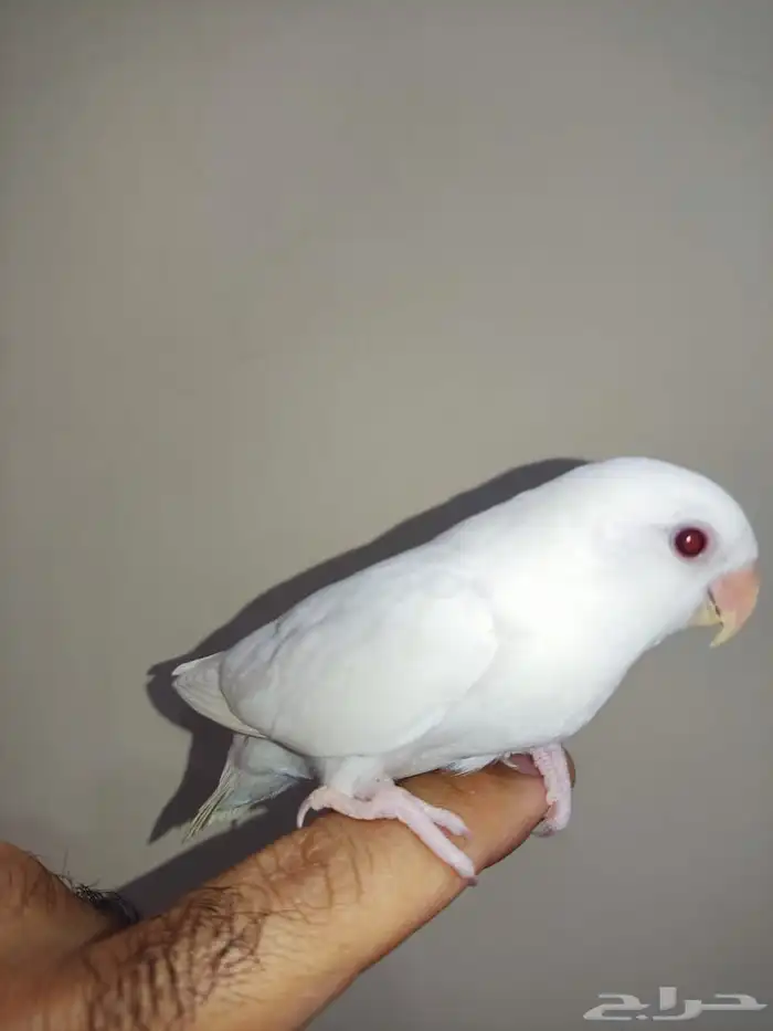 فرخ روز البينو عيون حمر 1