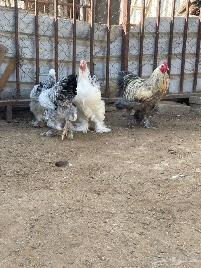 أطقم براهما بيور 1