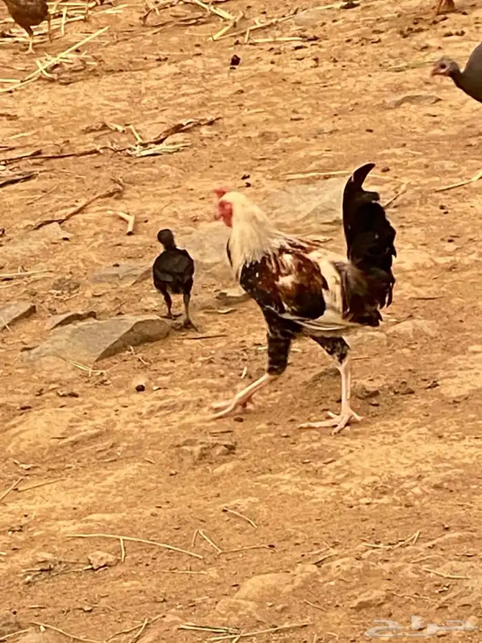 للبيع دجاج ذكور 4