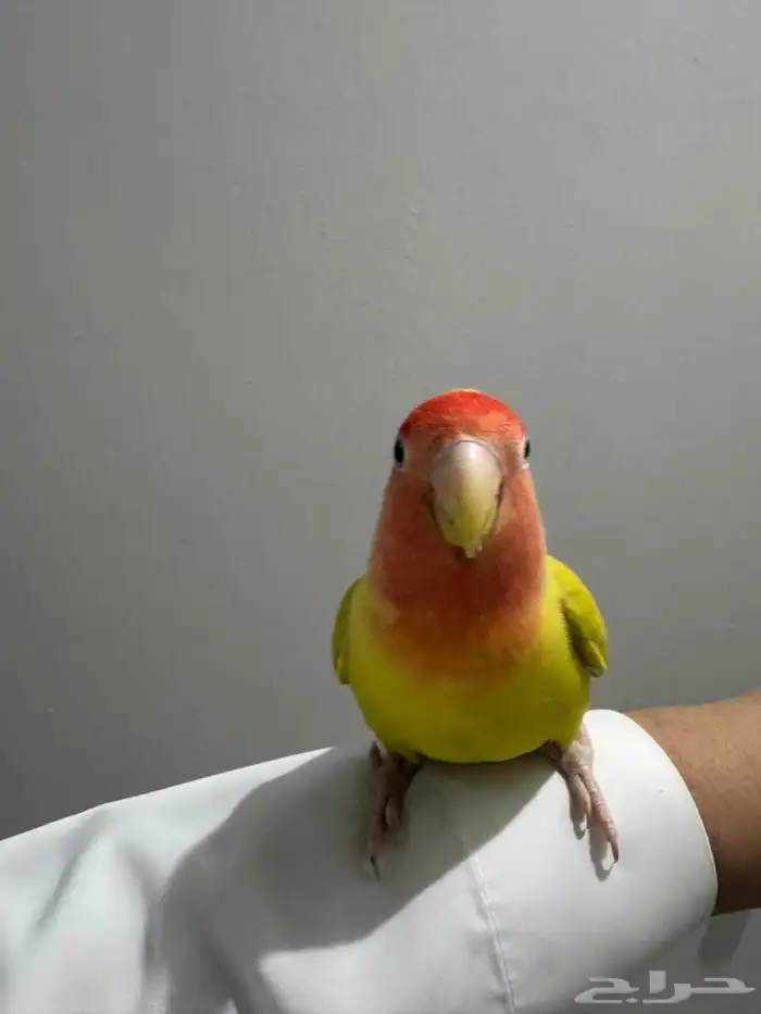 روز 4