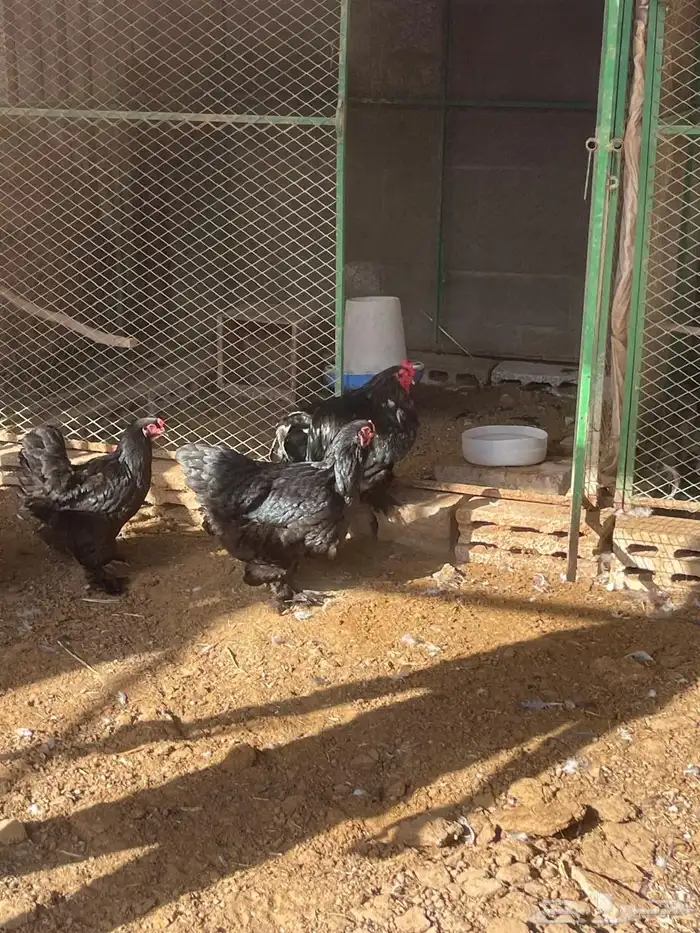 أطقم براهما بيور 6