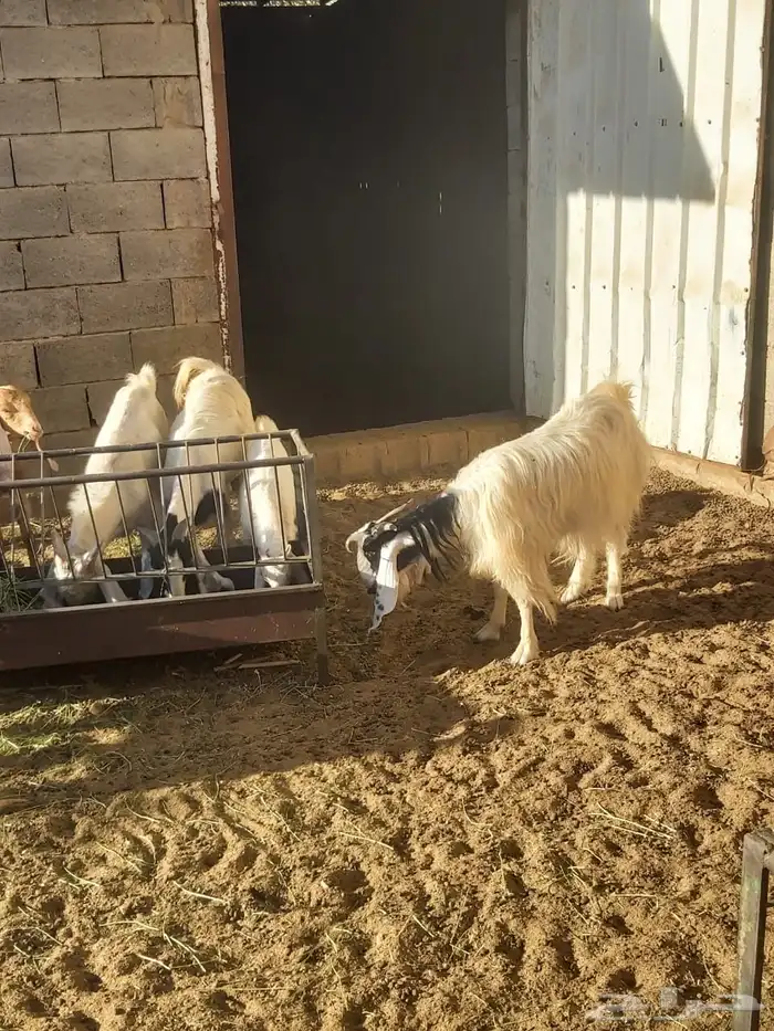 البكيرية 1