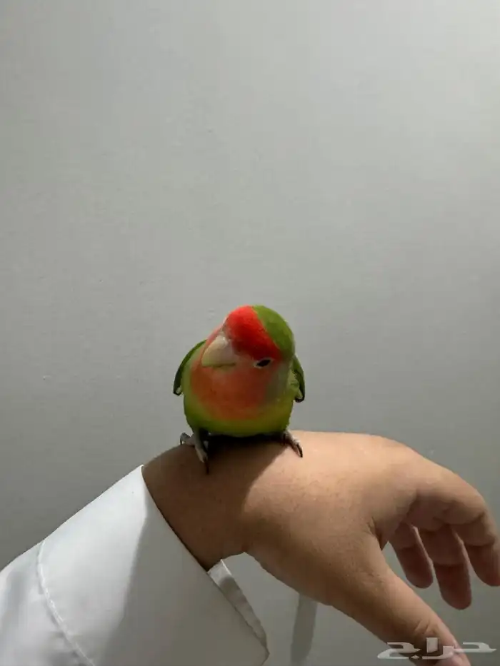 روز 3