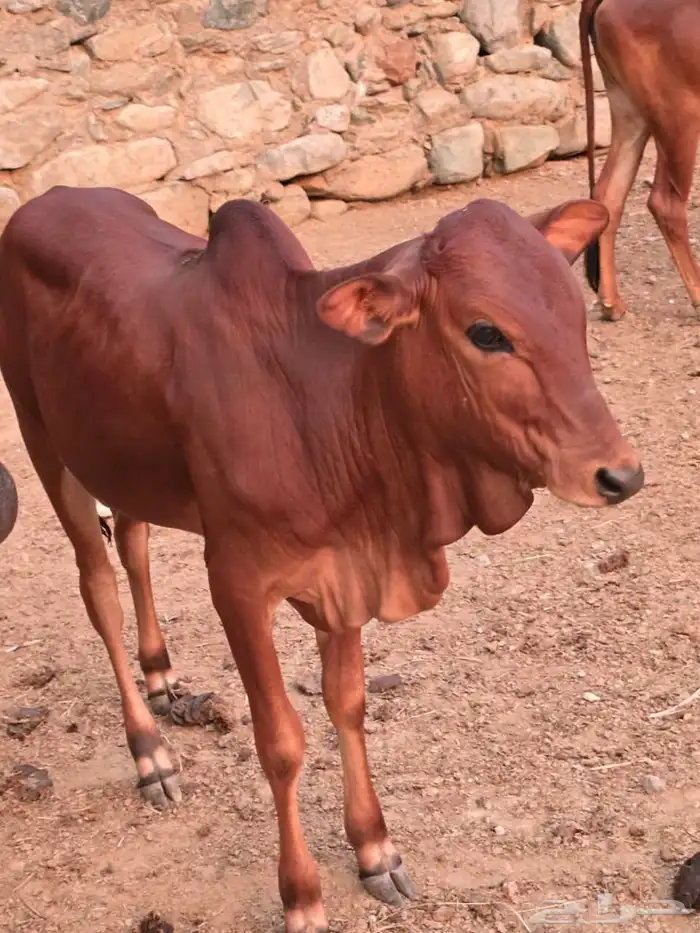 محايل عسير فرشاط 5