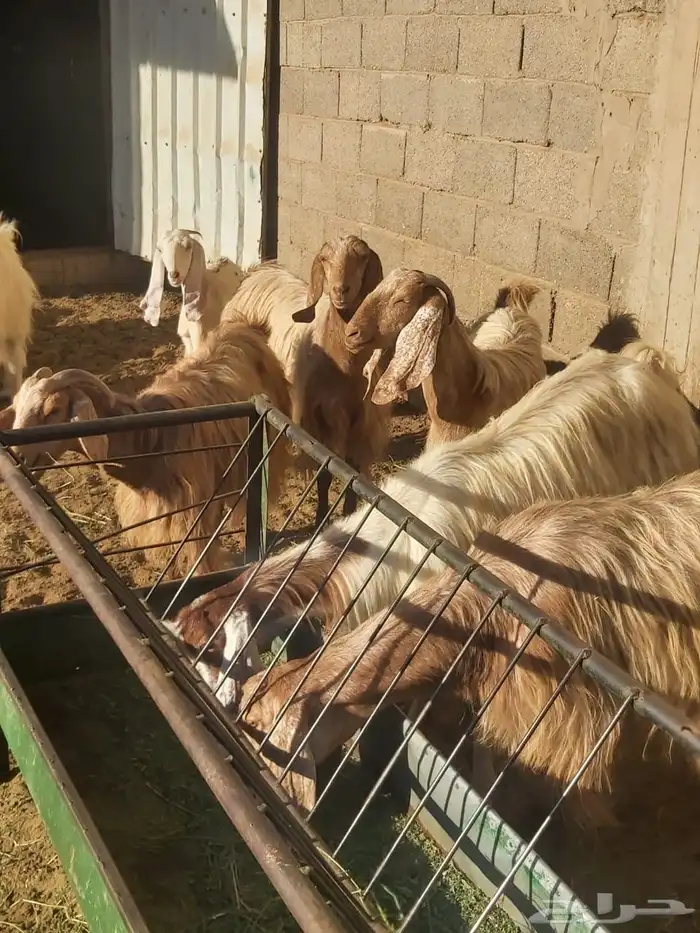 البكيرية 2