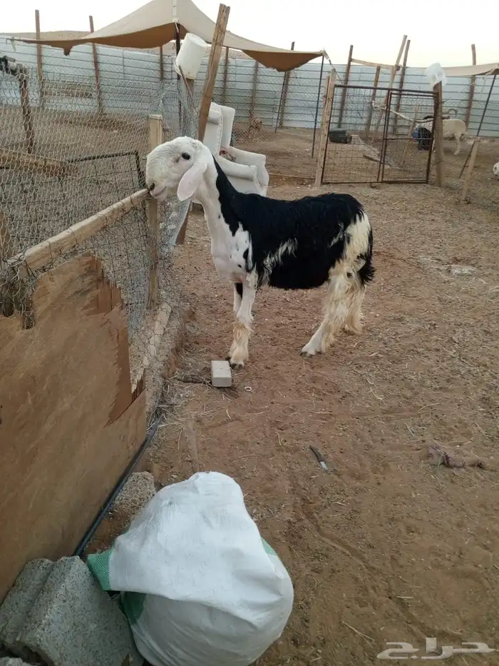 للبيع طلي فحل ماقد هد اقل من الغلاق 2