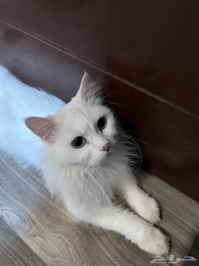 قطه 2