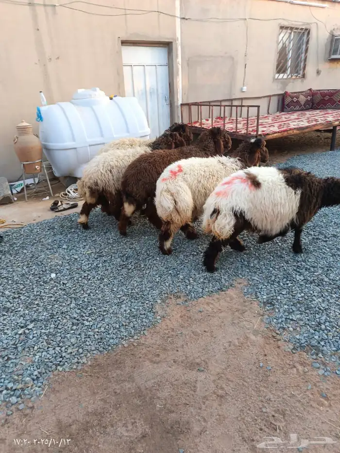 رخال نعيم للبيع 5