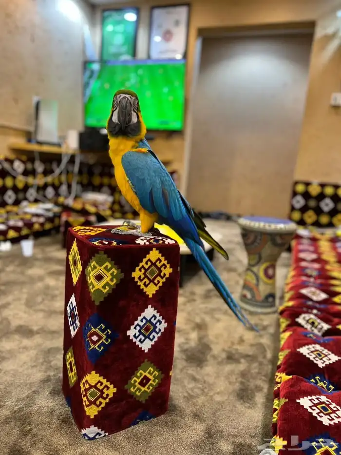ببغاء مكاو 3