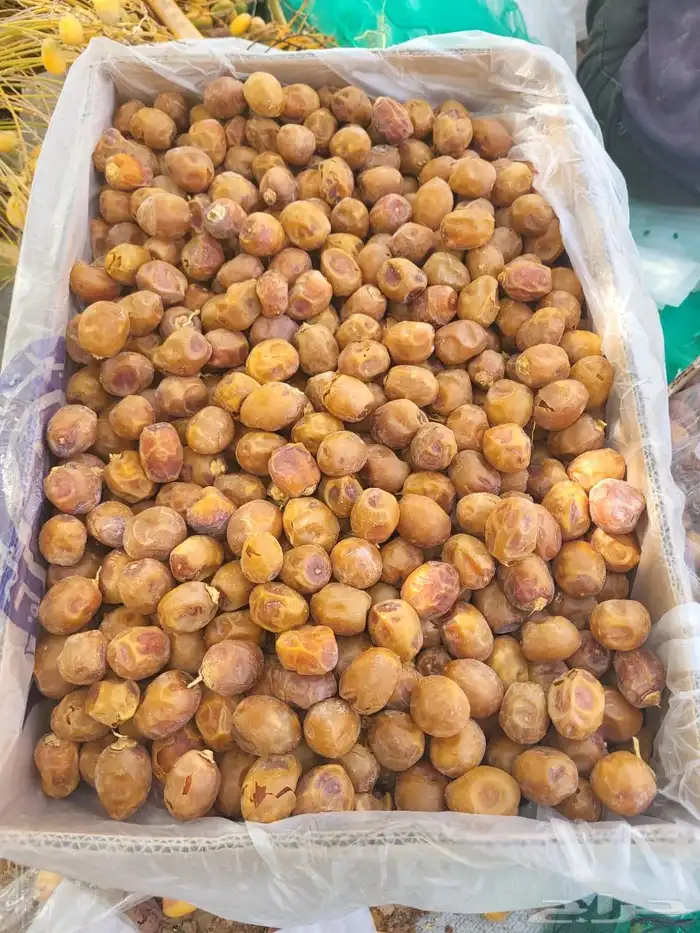 تمور للبيع 2