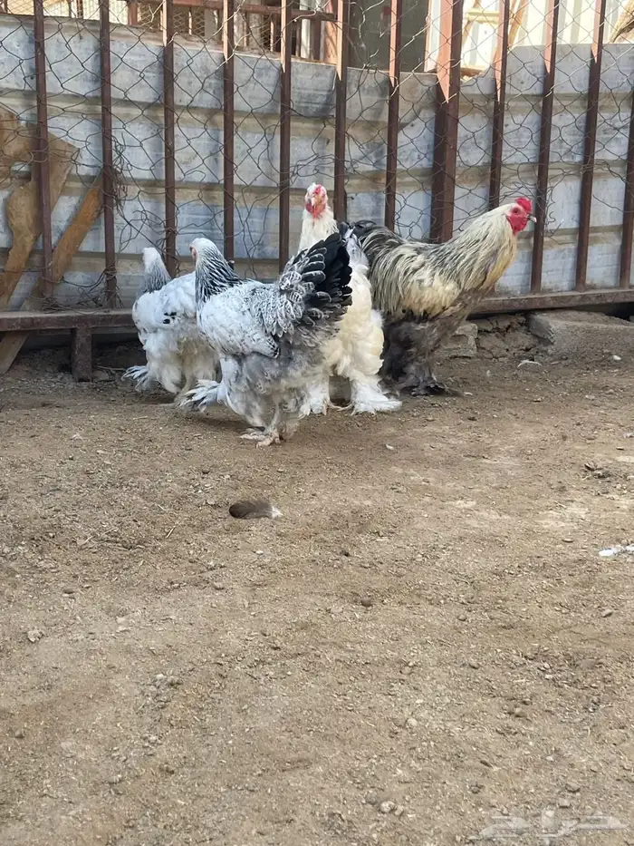 أطقم براهما بيور 0