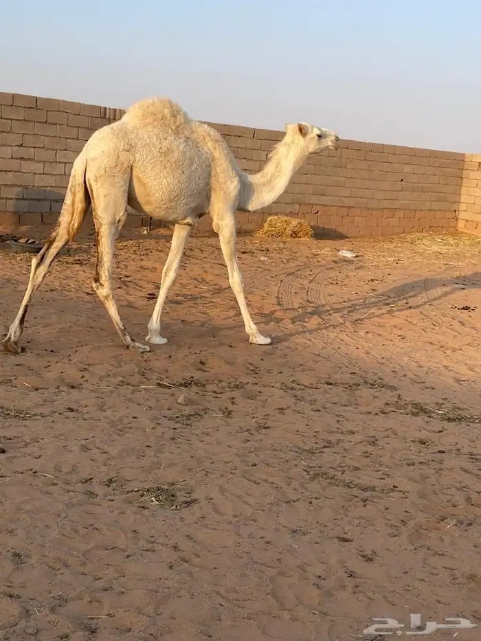 بكره للبيع 1