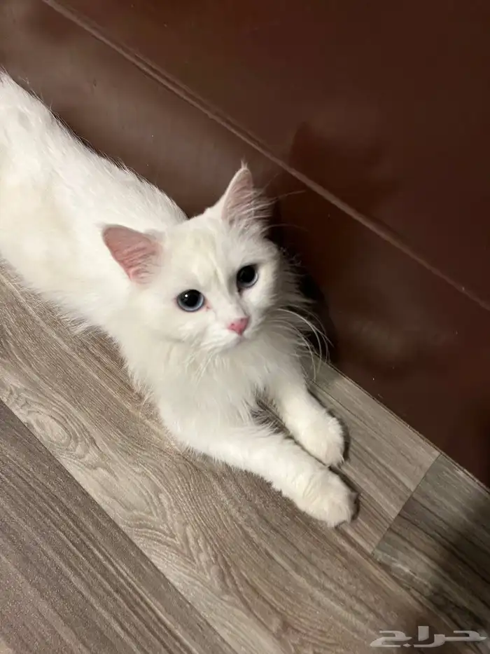 قطه 1