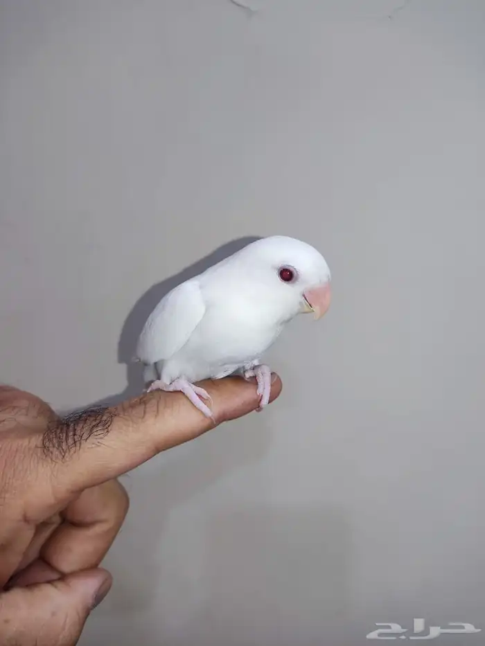 فرخ روز البينو عيون حمر 2