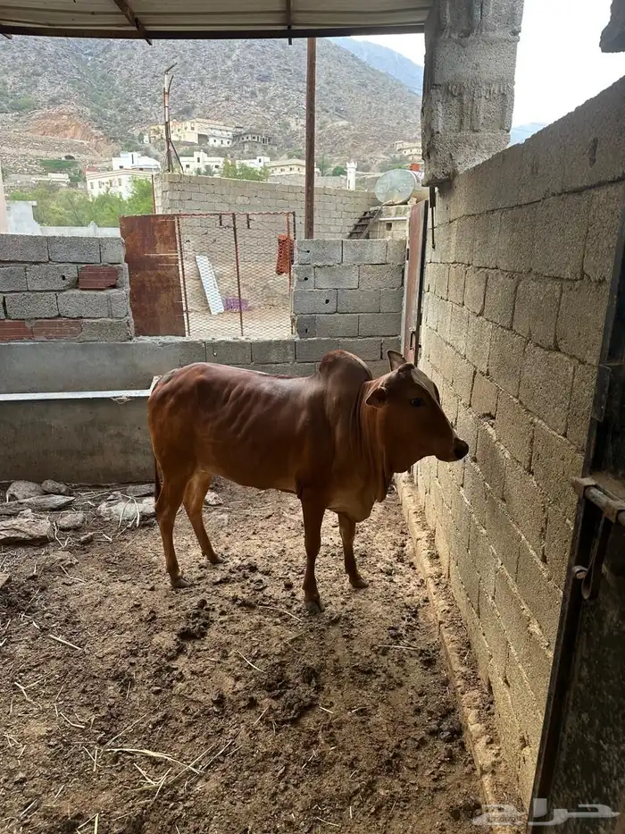 حسيله عمر سنه وثمان اشهر 2