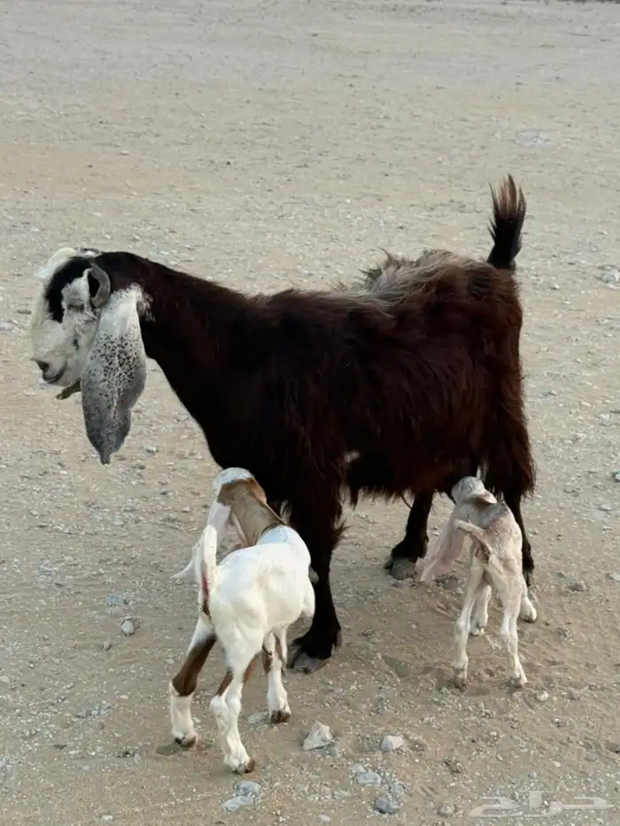 عنز رغوث وهرافى 0