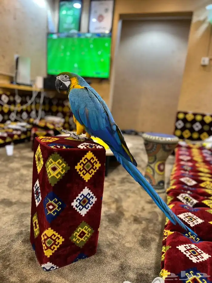 ببغاء مكاو 2