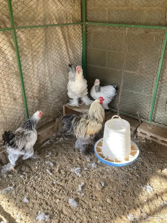 أطقم براهما بيور 3