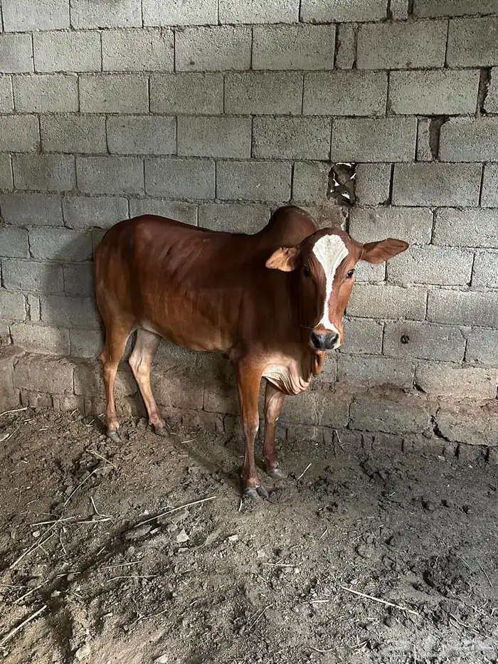 حسيله عمر سنه وثمان اشهر 0