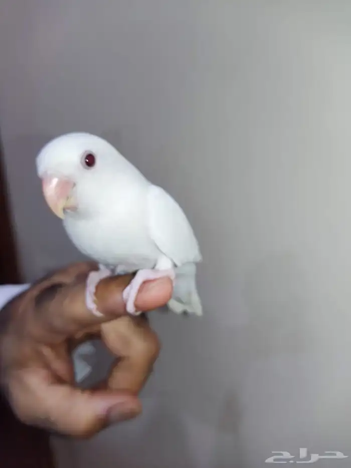 فرخ روز البينو عيون حمر 0