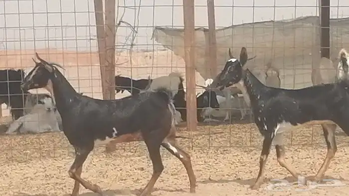 جفار بيشيات مقاني مرخ للبيع 5