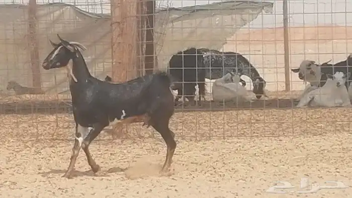 جفار بيشيات مقاني مرخ للبيع 0