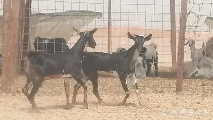 جفار بيشيات مقاني مرخ للبيع 2