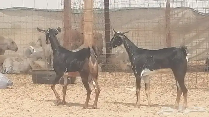 جفار بيشيات مقاني مرخ للبيع 8