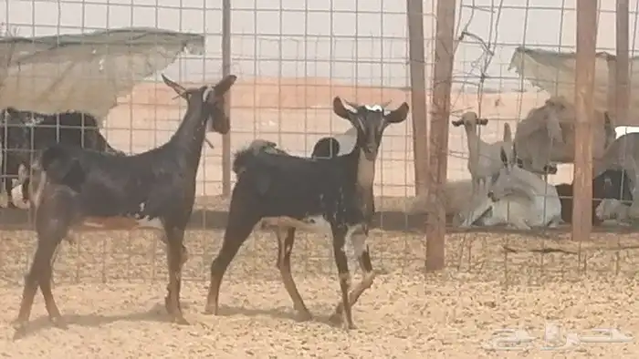 جفار بيشيات مقاني مرخ للبيع 11