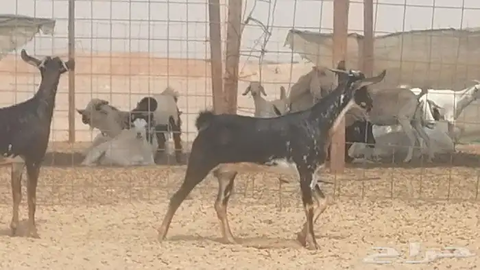 جفار بيشيات مقاني مرخ للبيع 12