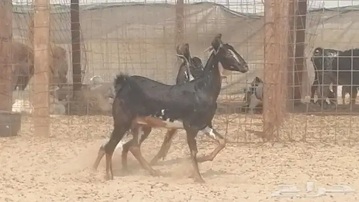 جفار بيشيات مقاني مرخ للبيع 10