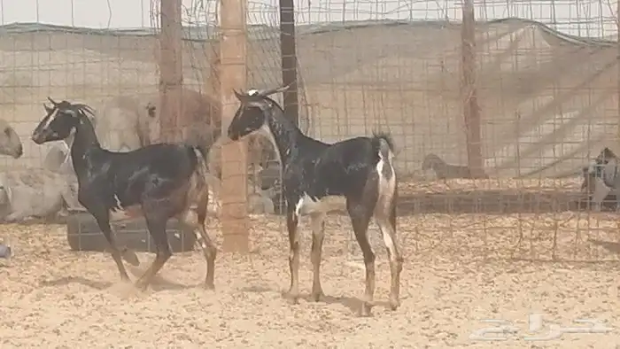 جفار بيشيات مقاني مرخ للبيع 4