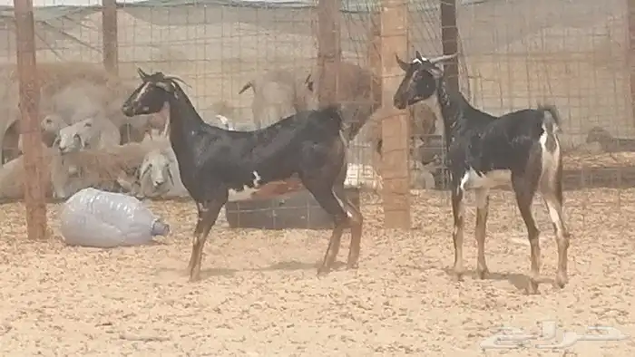 جفار بيشيات مقاني مرخ للبيع 3