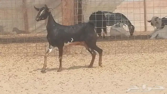 جفار بيشيات مقاني مرخ للبيع 1