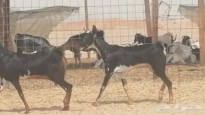 جفار بيشيات مقاني مرخ للبيع 6