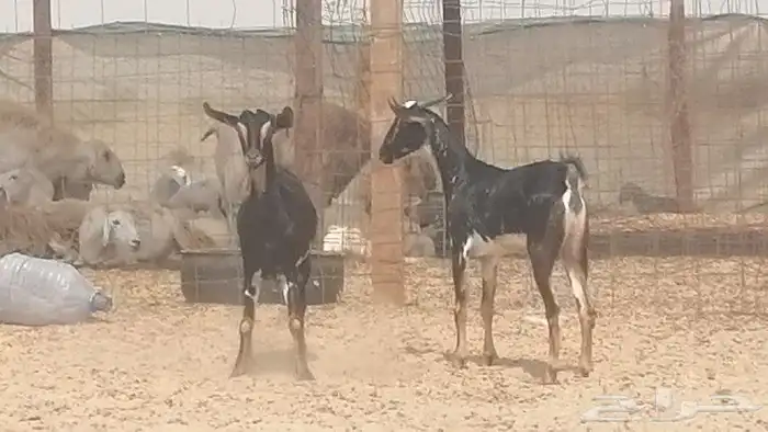 جفار بيشيات مقاني مرخ للبيع 9