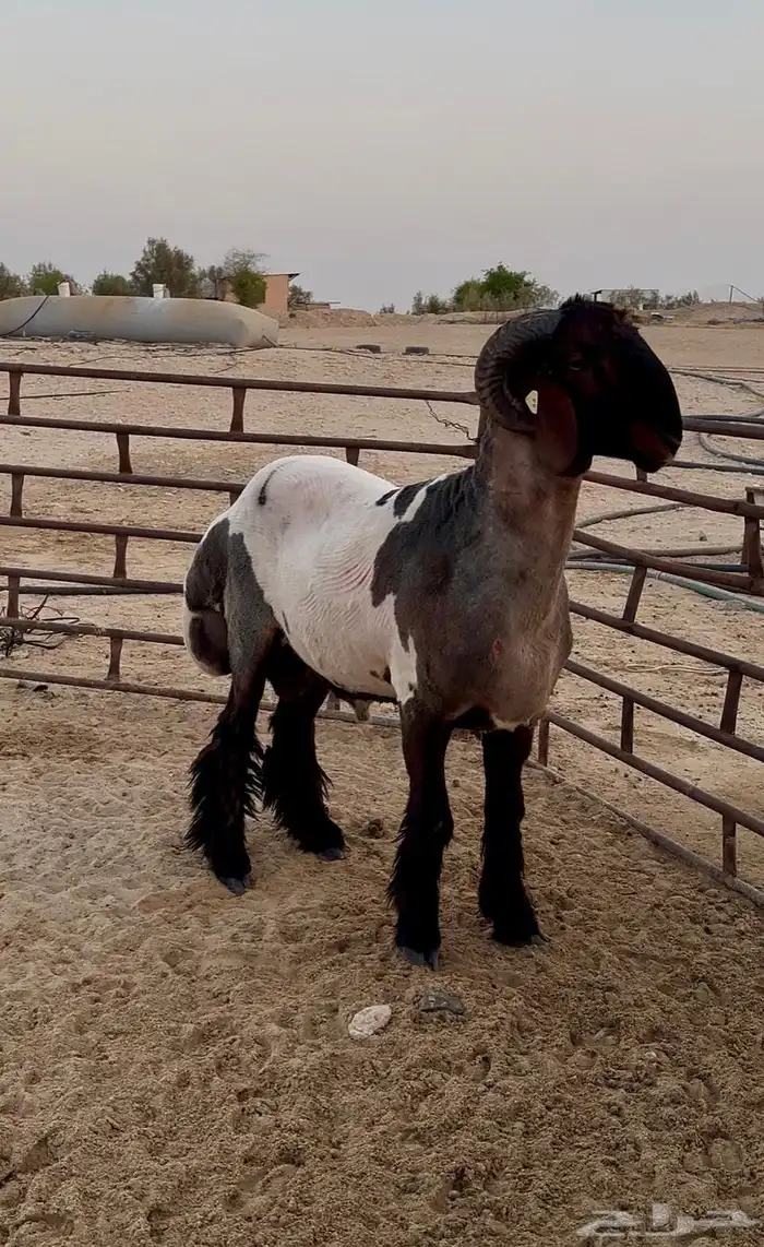 جذع فحل غنم نعيمي صنف جرم ولون 0