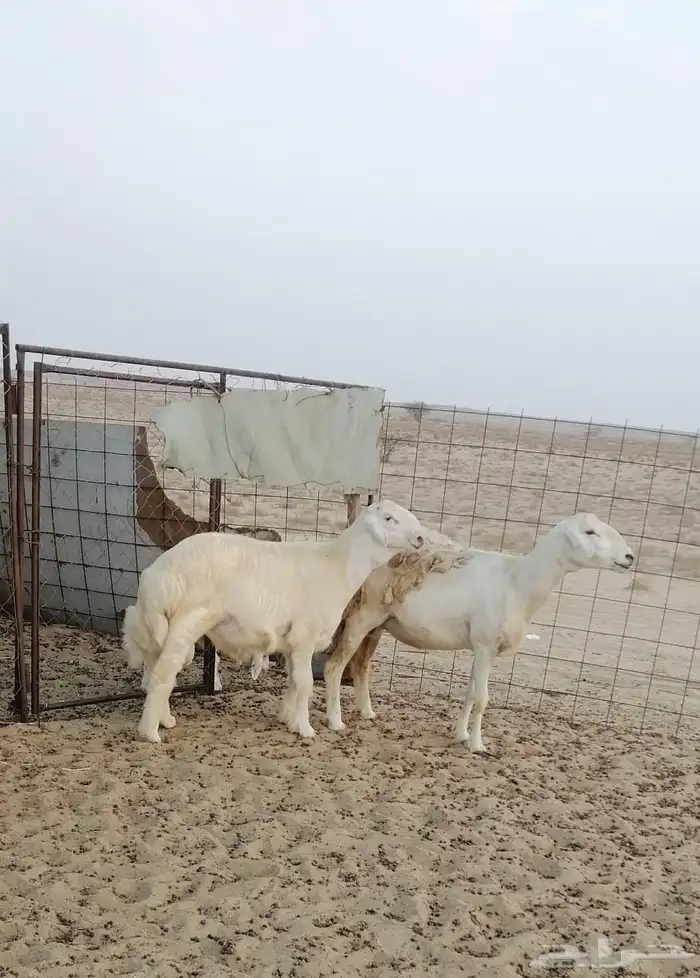 مشروع فحل حري 2