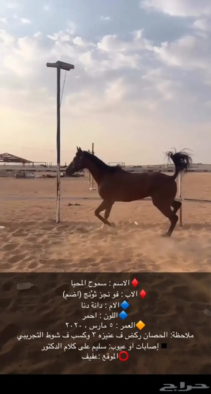 حصان سبوققق 3