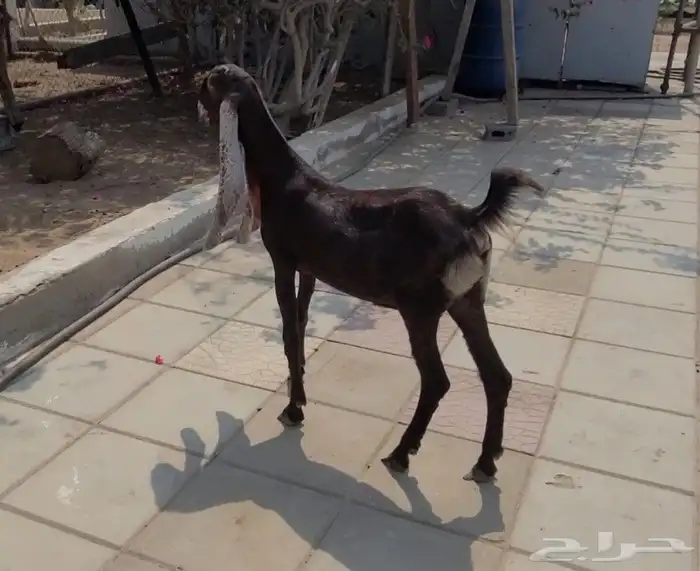 جفره حجازيه لون وجرم وتناسق 9