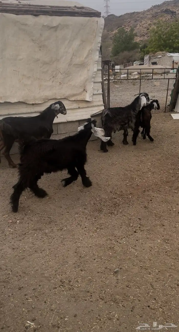 تيوس مخصاء ومقفله شحم العمر فوق سته شهور البيع جمله وتفريد 0