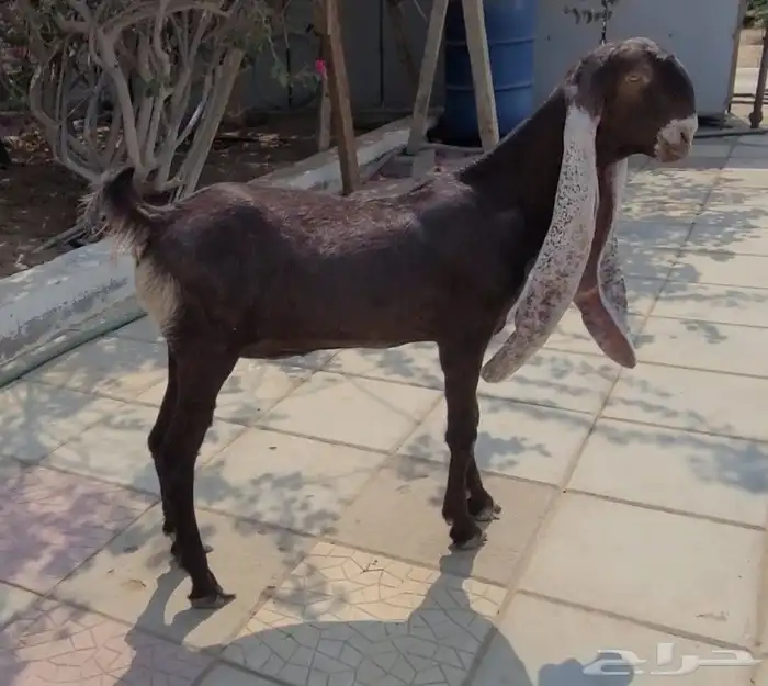 جفره حجازيه لون وجرم وتناسق 5