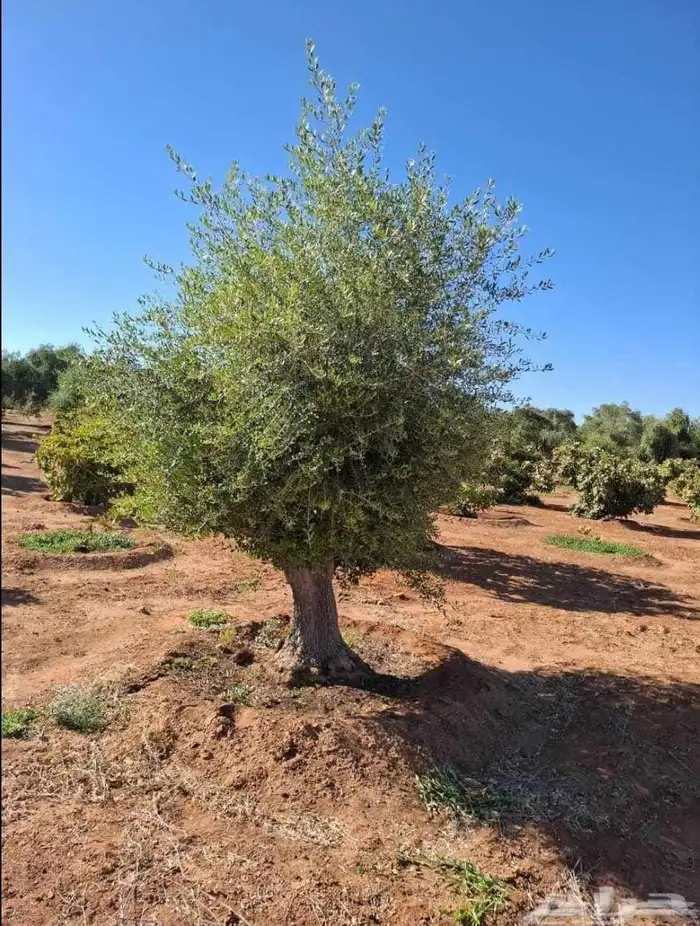 يوجد لدينا جميع انواع الشبوك انخيل واشجار الزيتون توريد وترك 3